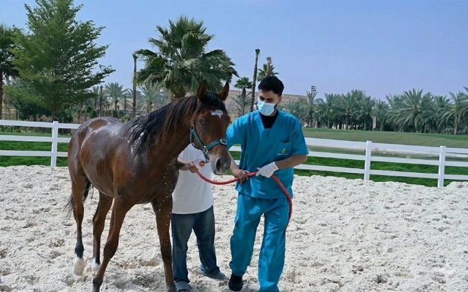 Saudi Arabia Officially Declared Free of Equine Viral Arteritis