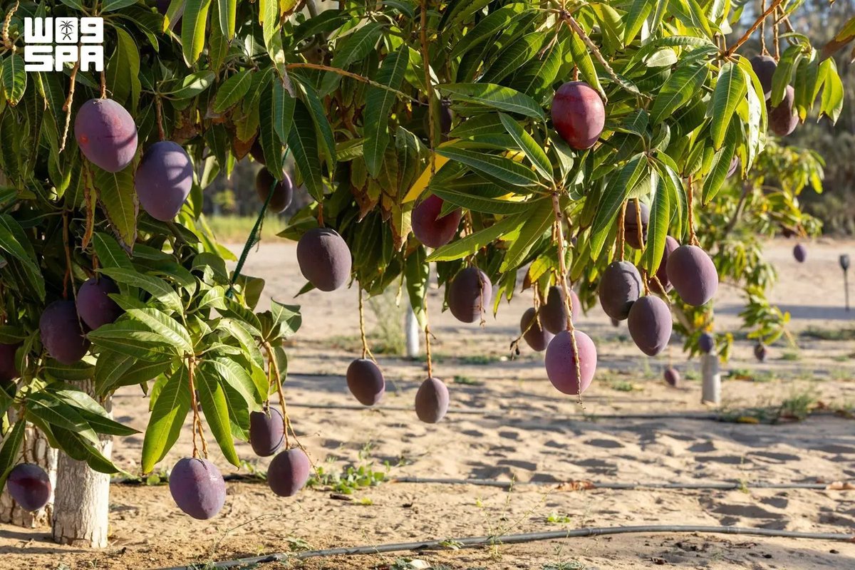Saudi Arabia Produces Over 105,000 Tons of Mangoes Annually from 1.2 Million Trees
