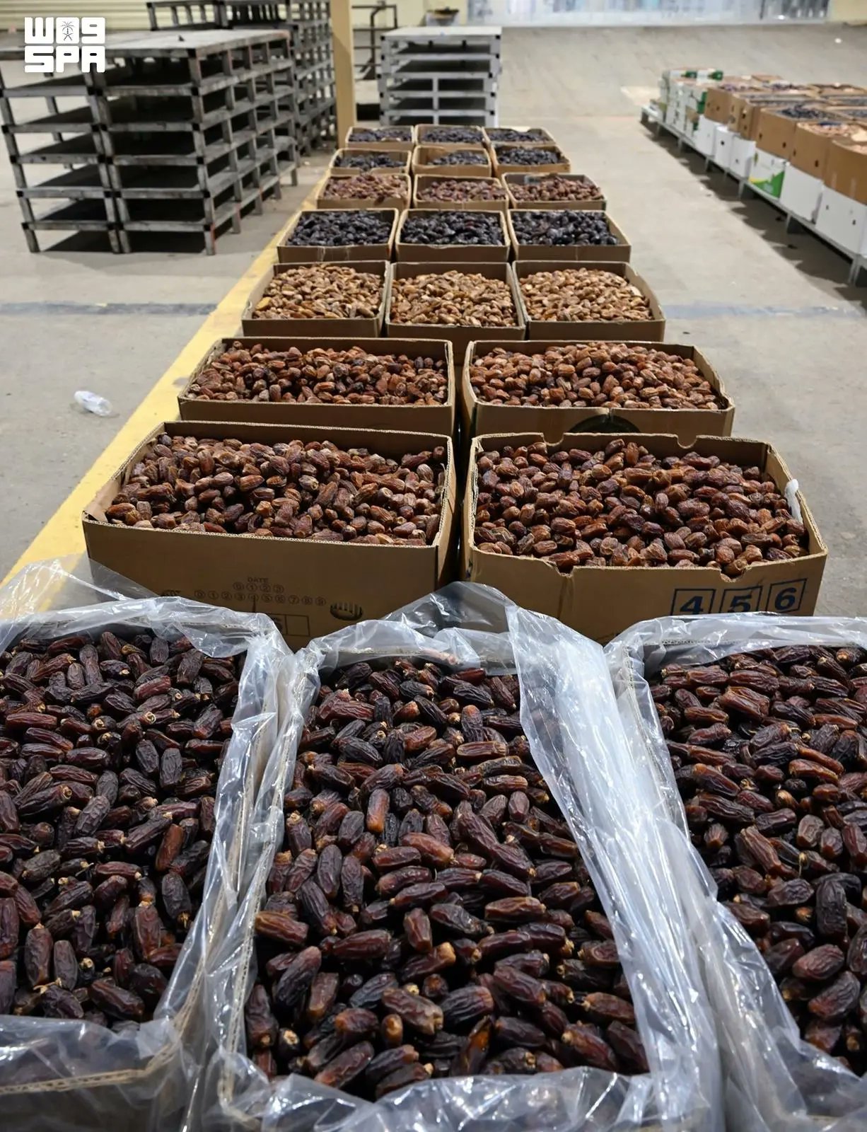 Madinah Region Ranks Third in Saudi Arabia for Date Production with 344,000 Tons Annually