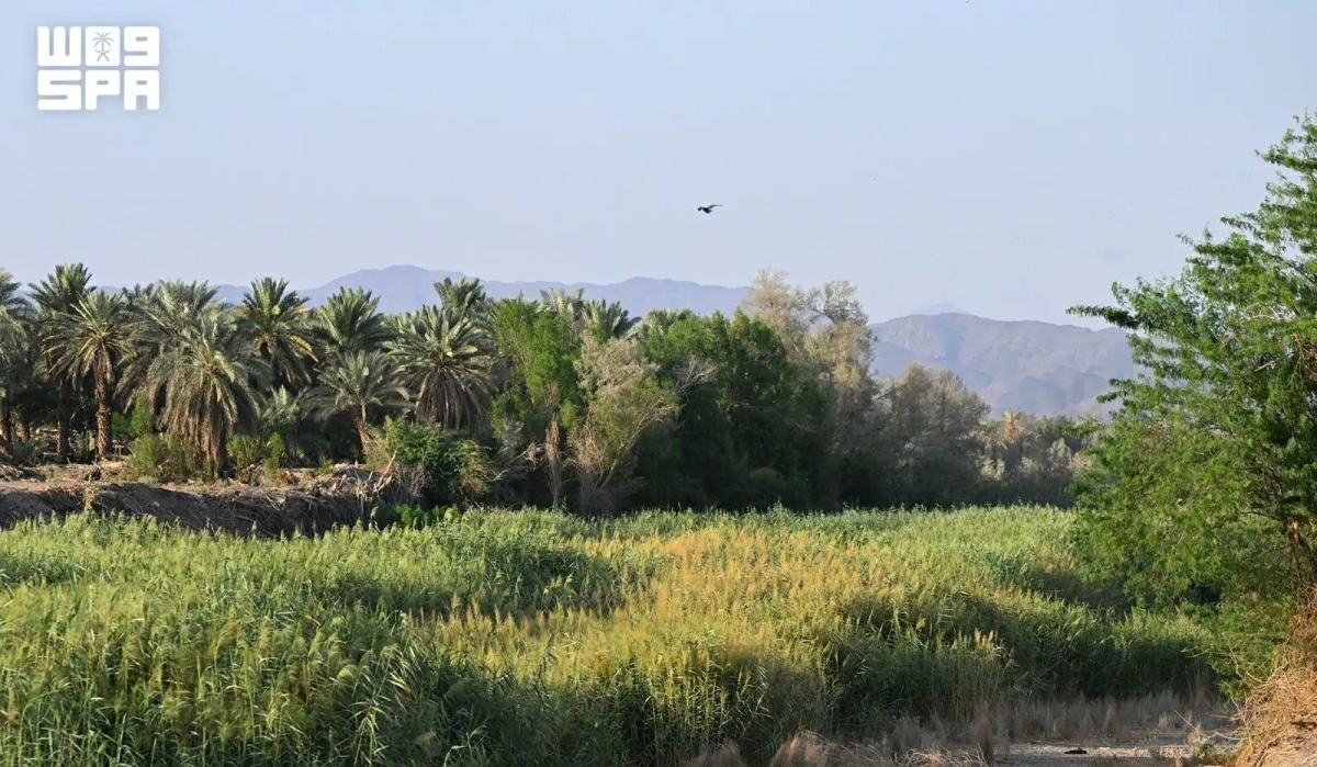 Gulf Countries Target Billions of Trees Under Green Initiative