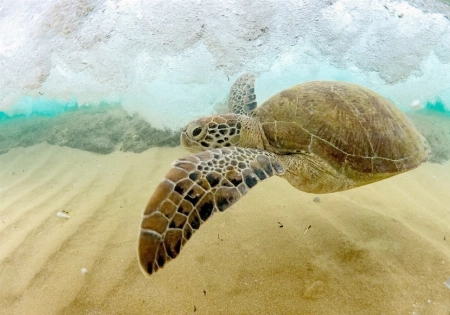 Saudi Arabia Sets Fines of Up to SR5 Million for Marine Environmental Violations