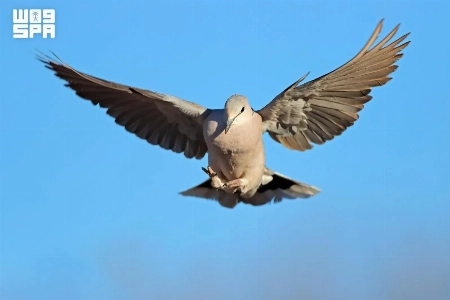 Saudi Arabia Opens 2026–27 Hunting Season Under Updated Wildlife Rules