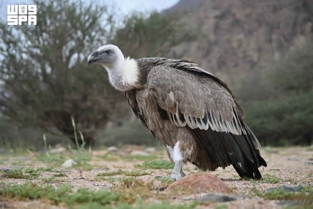 Saudi Arabia Introduces First Accredited Guide for Vulture Feeding Stations