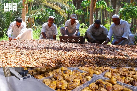 Saudi Arabia Leads Date Exports for Fourth Consecutive Year