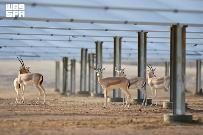 Saudi Solar Park Becomes Breeding Ground for Sand Gazelles